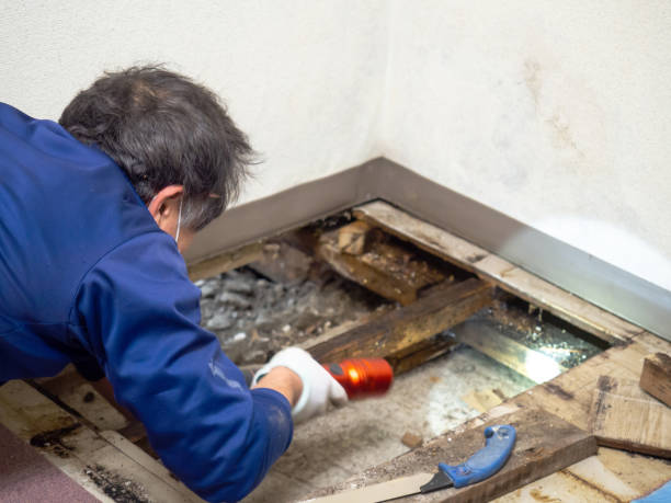 Best Mold Testing  in Selmer, TN