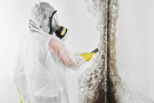 Mold Testing and Removal in Selmer, TN