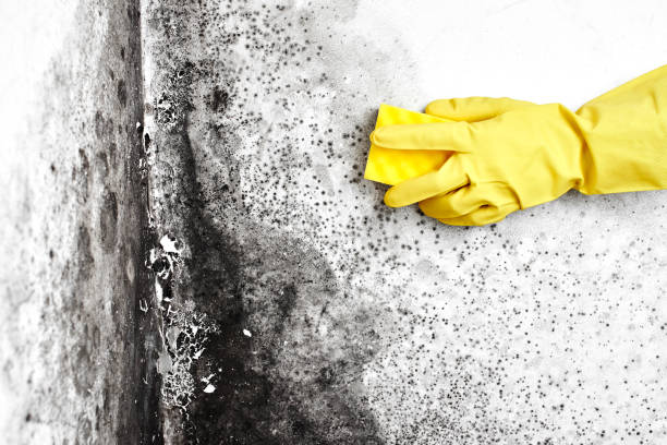 Best Commercial Mold Removal  in Selmer, TN