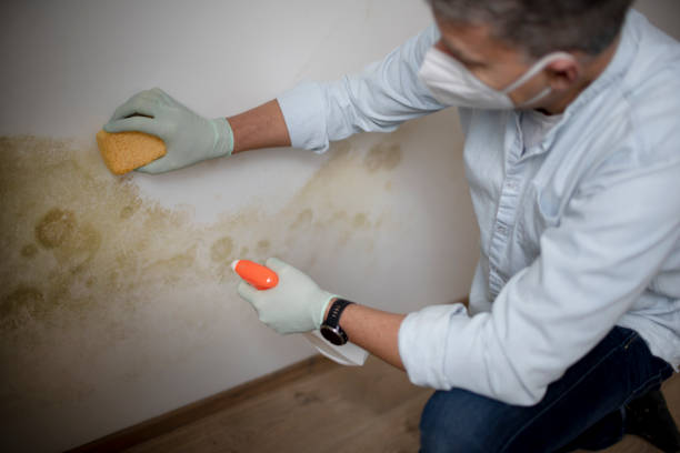 Best Crawl Space Mold Removal  in Selmer, TN