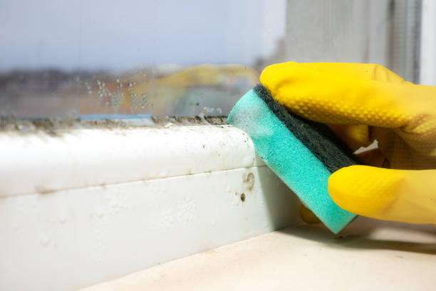 Best Attic Mold Removal  in Selmer, TN