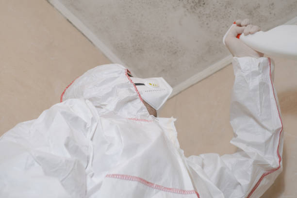 Certified Mold Removal in Selmer, TN