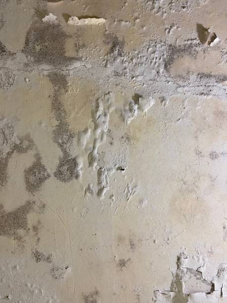 Home Mold Removal in Selmer, TN