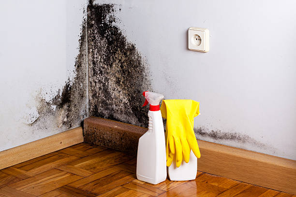 Best Crawl Space Mold Removal  in Selmer, TN