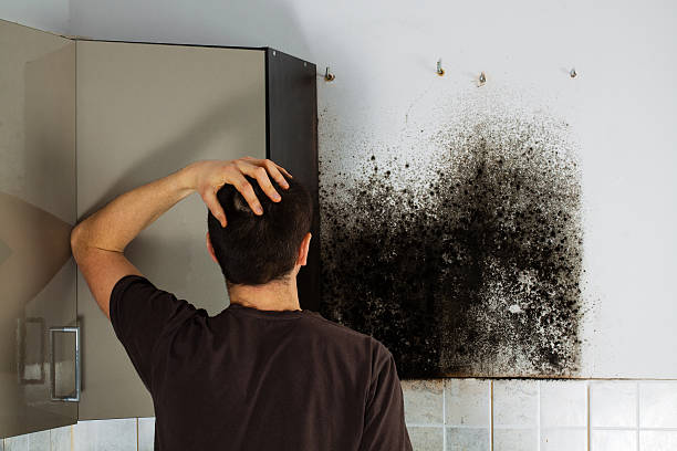 Best Certified Mold Removal  in Selmer, TN