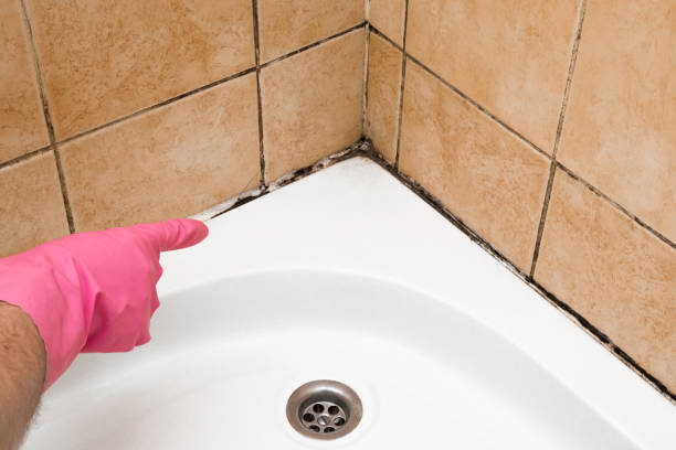 Best Mold Inspection  in Selmer, TN